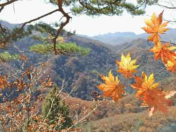 中山区医疗保障局人事任命动态更新