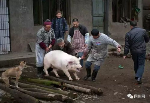 主人杀年猪引发悲剧，狗狗偷吃猪肉丧命