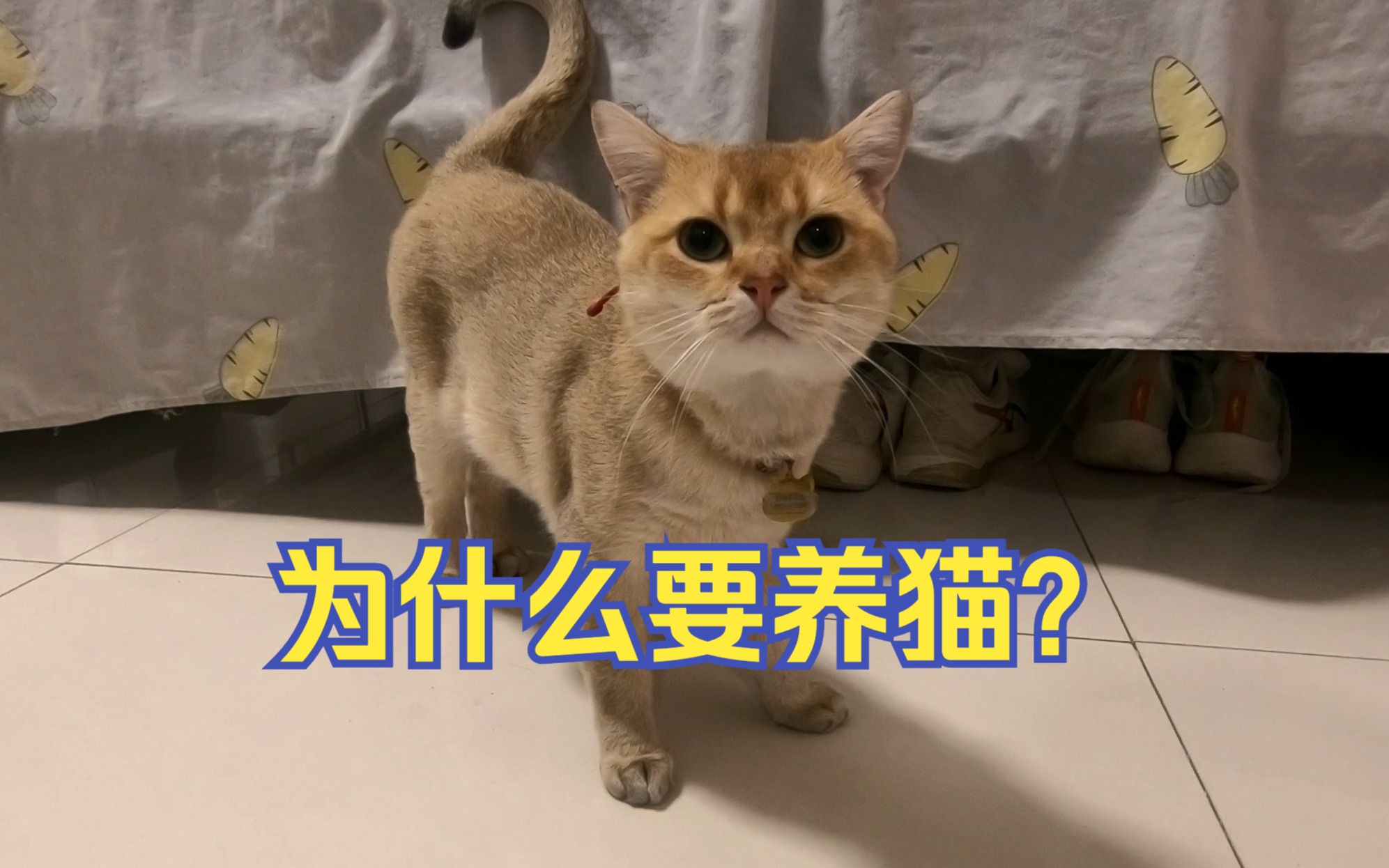 猫，你愿意与我共筑爱的家园吗？——关于宠物养爱的责任与探讨