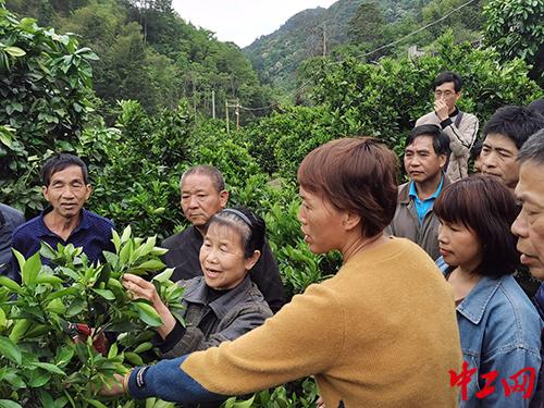 福州村民果树遭一夜砍伐，上百棵果树损失惨重