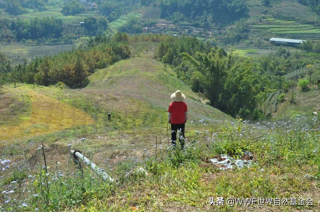 倚象镇最新项目，地区发展的强大引擎驱动力