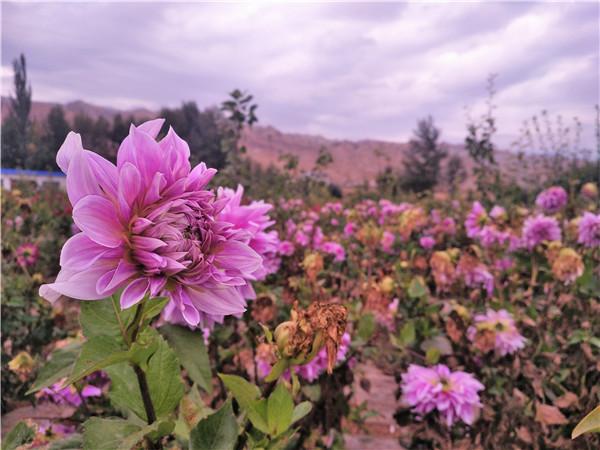 花儿园村委会全新发展规划揭晓