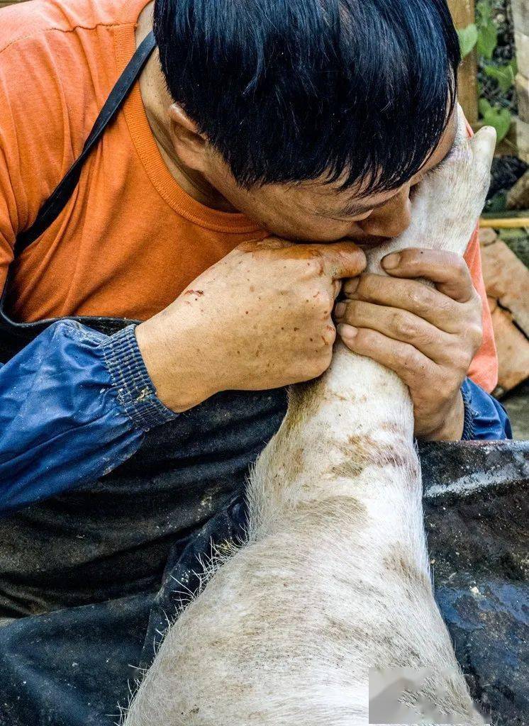 小伙按年猪失误遭猪脚猛踹脸部