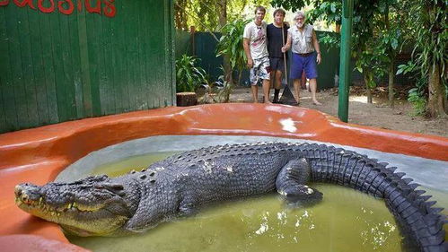 洞庭湖畔惊现神秘生物？一场鳄鱼误解与探索之旅