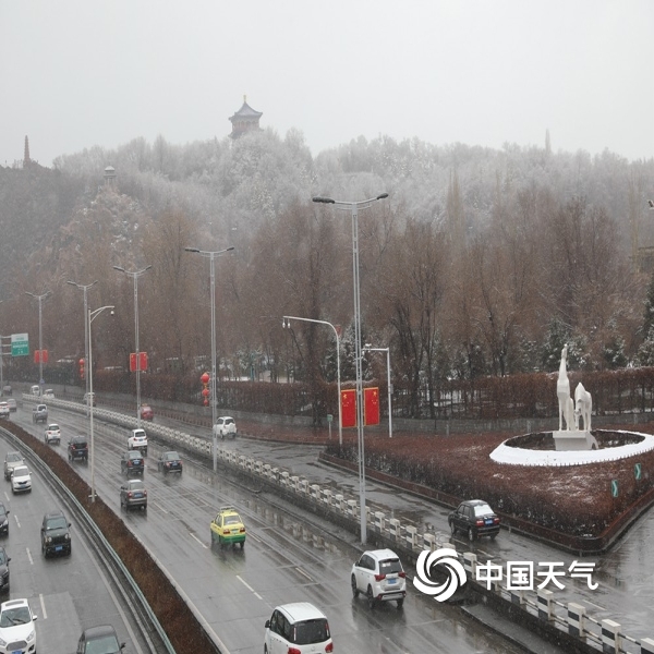 新疆雪后树影，生命的坚韧与自然的壮美画卷