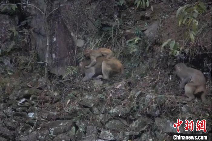 浙江惊现野猴群下山偷菜，引发广泛关注