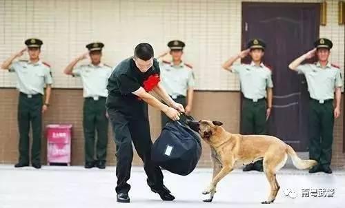 警犬连续四周在战友床上尿尿，训练管理的双重挑战与反思