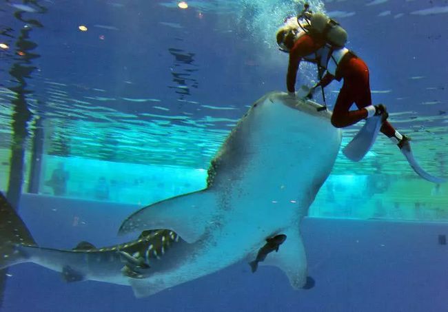 日本水族馆孤独翻车鱼，无游客陪伴下的自闭现象？