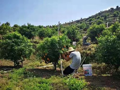 农克与芒卡镇的新领导力量，芒岗的崛起