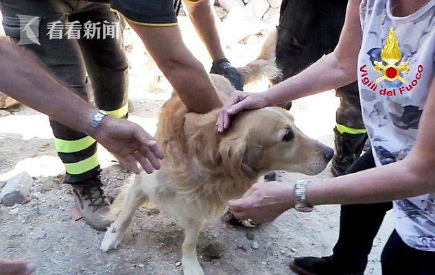 地震后狗狗瞬间认出救命恩人，重逢的瞬间感动心灵