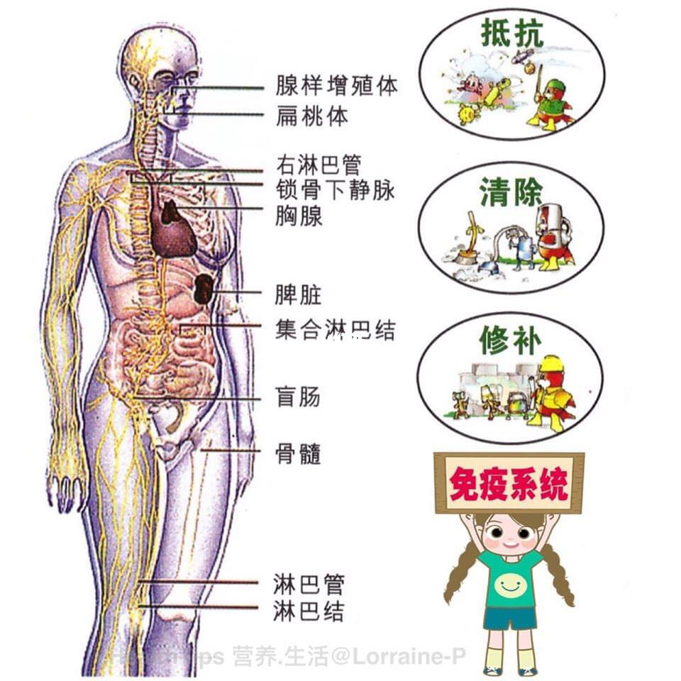 皮肤揭秘，人体最大免疫器官的力量与奥秘