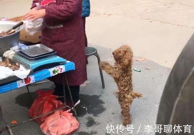 狗妈妈凌晨乞食守护摊前，无言的爱与生活的重压