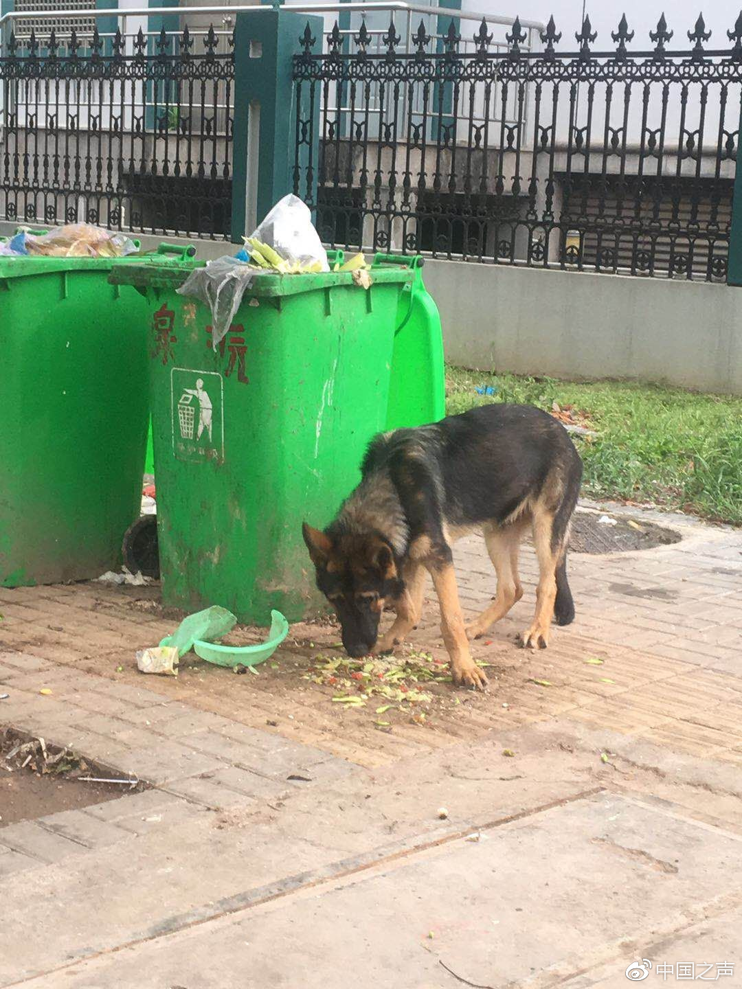 四只警犬的失误反思与改进之路，通报批评背后的启示