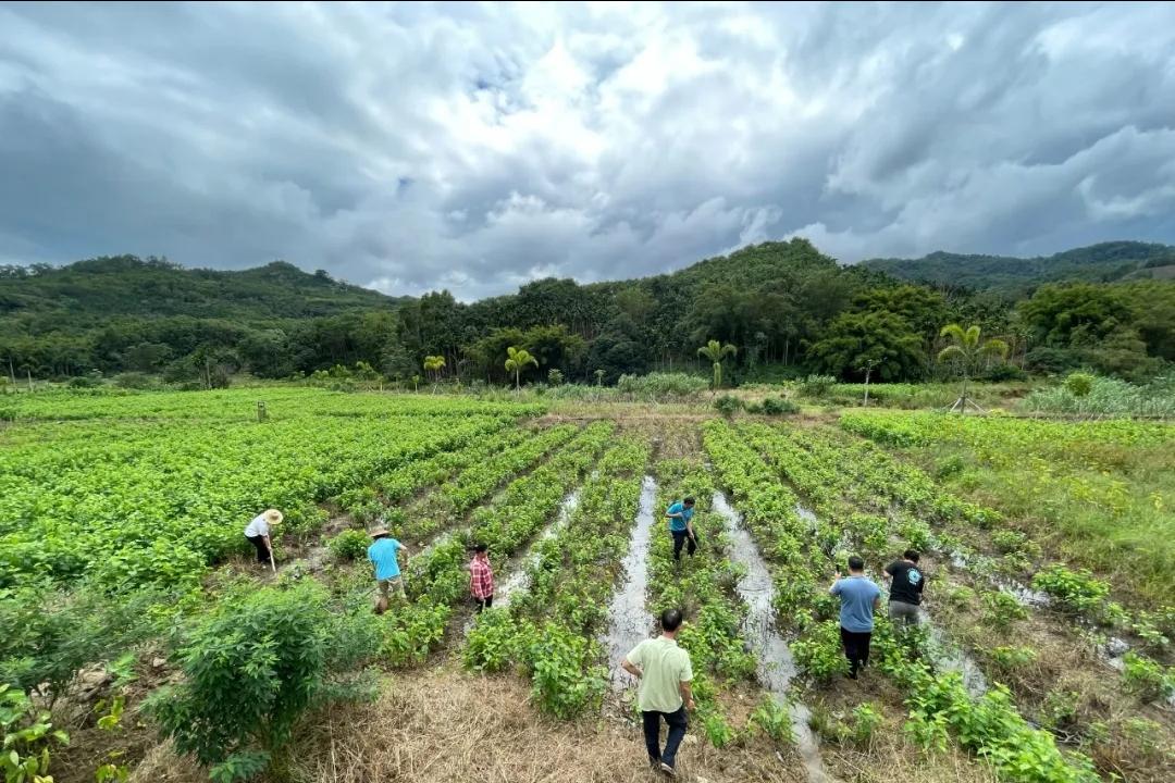 住寨村委会现代化交通新篇章开启，最新交通新闻更新