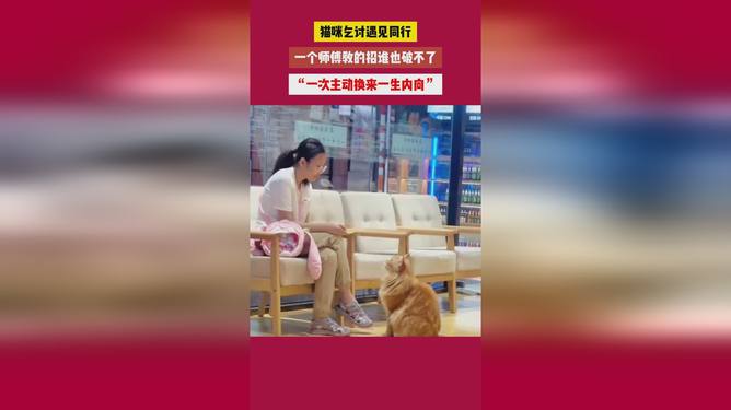 猫猫的主动行为，一生内向的起点