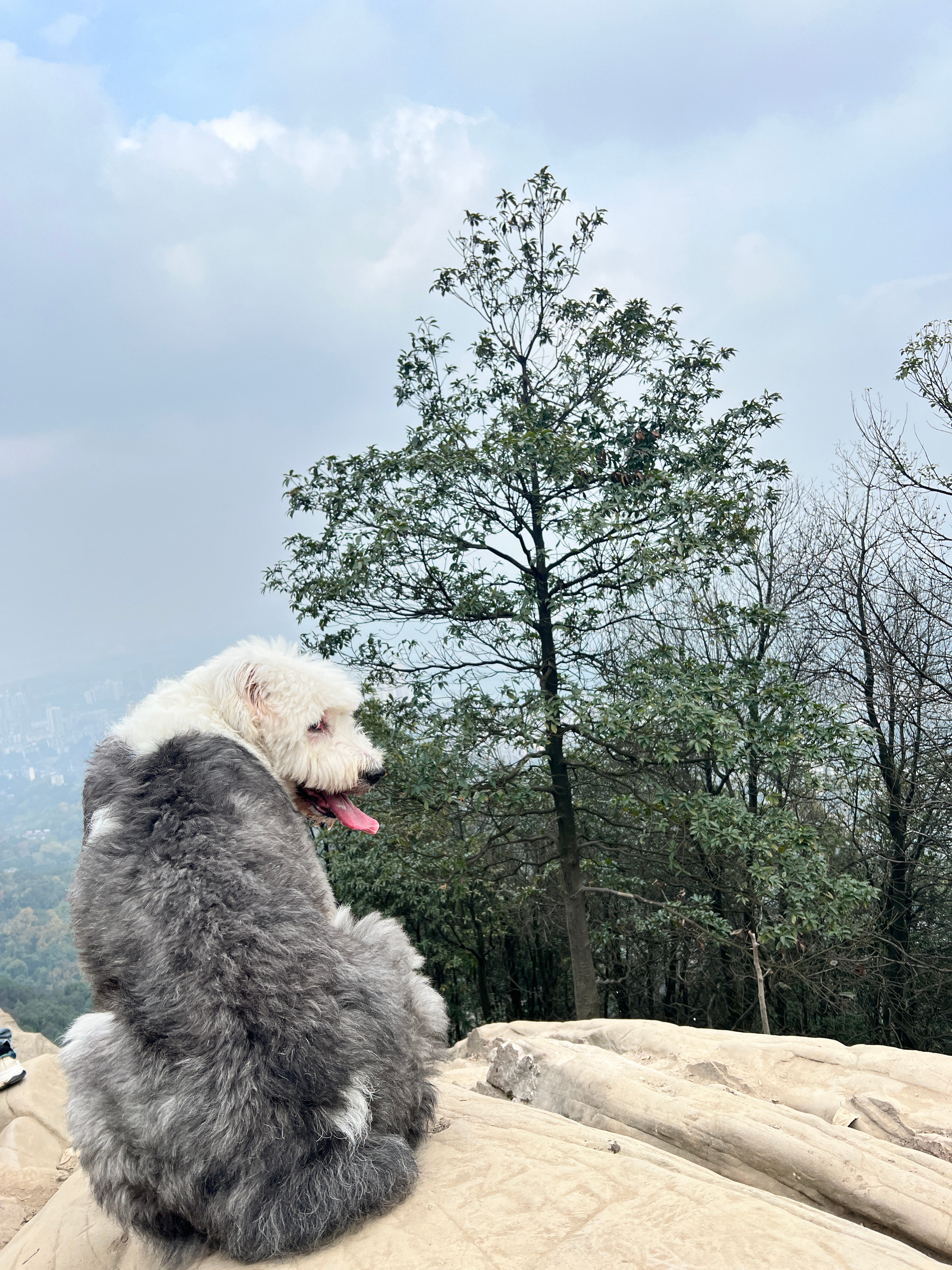 三峡小狗山，从无名到走红之路的蜕变