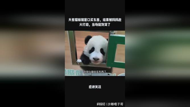 熊猫猪现象引发热潮