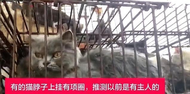 猫途悲歌，一次令人扼腕的交易历程