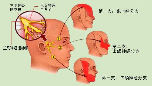 疱疹病毒与亲吻，幼儿感染失明风险揭秘及感染症状解析