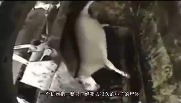 男子造谣大批死猪用于制作火腿被刑拘